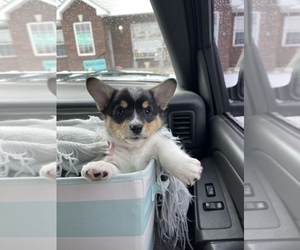 Pembroke Welsh Corgi Puppy for sale in MOSCOW MILLS, MO, USA