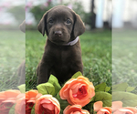 Small Photo #3 Labrador Retriever Puppy For Sale in CHICAGO, IL, USA