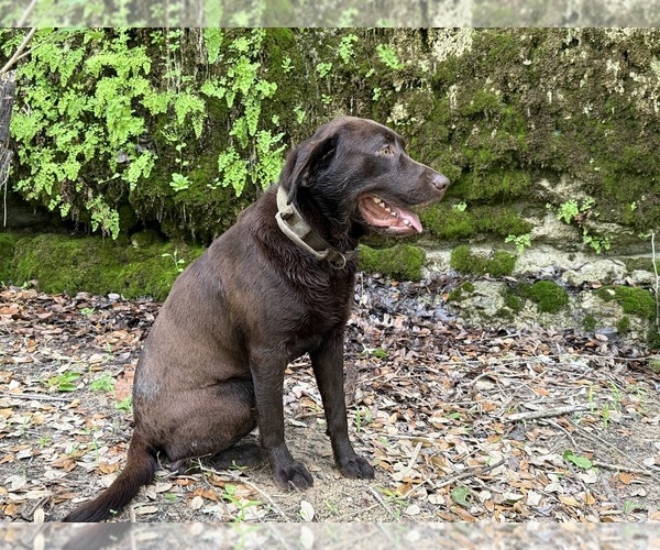 Medium Photo #1 Labrador Retriever Puppy For Sale in WHITNEY, TX, USA