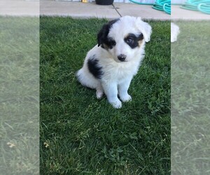 Australian Shepherd Puppy for sale in MORIARTY, NM, USA