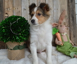Small Photo #4 Shetland Sheepdog Puppy For Sale in HONEY BROOK, PA, USA