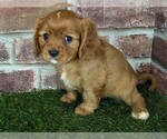 Small #6 Cavalier King Charles Spaniel