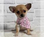 Small #17 Chihuahua