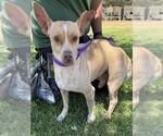 Small Photo #2 Chihuahua Puppy For Sale in Riverside, CA, USA
