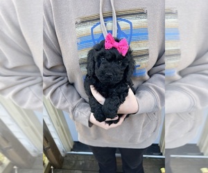 American Bulldog Puppy for sale in BELDING, MI, USA