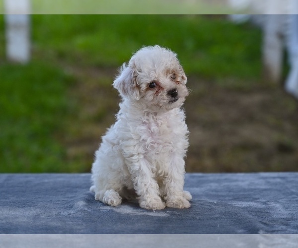 Medium Photo #3 Poodle (Toy) Puppy For Sale in MILLERSBURG, OH, USA