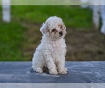 Small #2 Poodle (Toy)