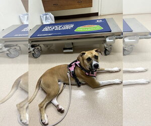 COURTESY POST: Honey - Female Boxer-Unknown Mix Dog for Adoption - Photo #3