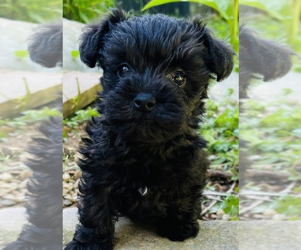 Medium Photo #1 Poodle (Toy)-Schnauzer (Miniature) Mix Puppy For Sale in STRAWBERRY PLAINS, TN, USA
