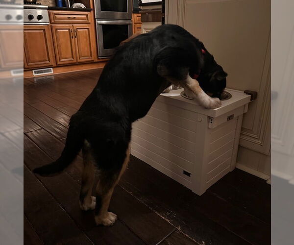 Medium Photo #4 Shepradors Puppy For Sale in Princeton, MN, USA