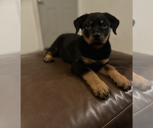 Rottweiler Puppy for sale in GLEN BURNIE, MD, USA