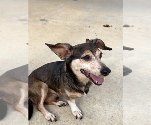 Medium Photo #3 Mutt Puppy For Sale in San Leon, TX, USA