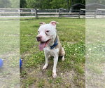 Small American Staffordshire Terrier