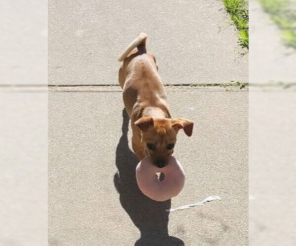 Medium Photo #1 Chug Puppy For Sale in Visalia, CA, USA