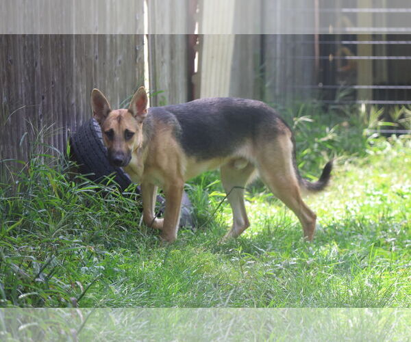 Medium Photo #14 German Shepherd Dog Puppy For Sale in Sebec, ME, USA
