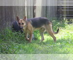 Small #13 German Shepherd Dog