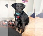 Small Photo #10 Labrador Retriever-Unknown Mix Puppy For Sale in San Diego, CA, USA