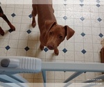 Small #1 Miniature Pinscher