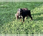 Small #8 Doberman Pinscher