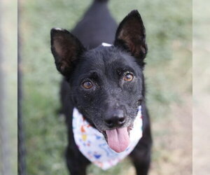 Labrador Retriever-Unknown Mix Dogs for adoption in San Antonio, TX, USA