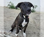 Small #3 Retriever  Mix