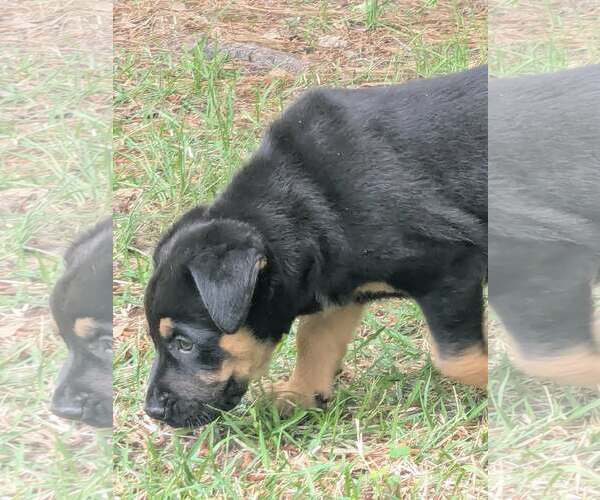 Medium Photo #3 Labrador Retriever-Unknown Mix Puppy For Sale in The Woodlands, TX, USA