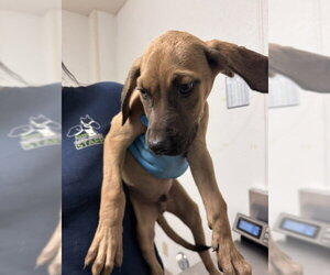 Boxer-Unknown Mix Dogs for adoption in Bakersfield, CA, USA