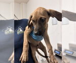 Small Boxer Mix