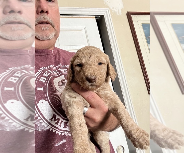 Medium Photo #4 Labradoodle Puppy For Sale in CONCORD, CA, USA