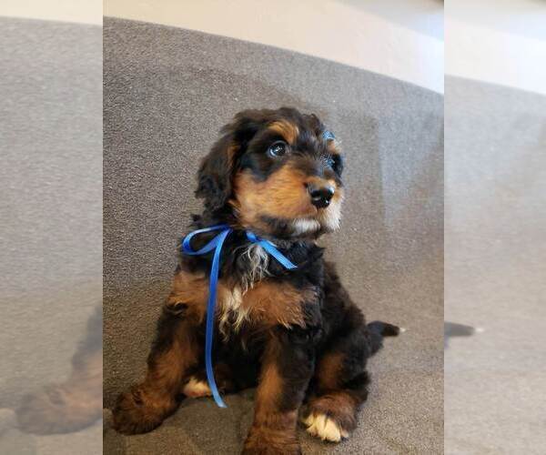 Medium Photo #5 Bernedoodle Puppy For Sale in GRANTSVILLE, UT, USA
