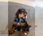 Small Photo #5 Bernedoodle Puppy For Sale in GRANTSVILLE, UT, USA