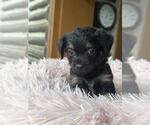 Small #4 Dachshund Mix