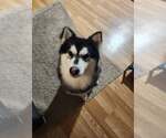 Small #1 Siberian Husky