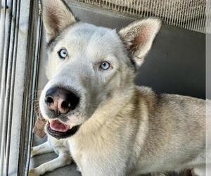 Siberian Husky Dogs for adoption in San Bernardino, CA, USA