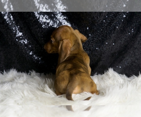 Medium Photo #3 Dachshund Puppy For Sale in WARSAW, IN, USA