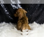 Small #2 Dachshund
