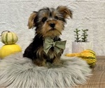 Small #6 Yorkshire Terrier
