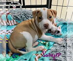 Small #2 Staffordshire Bull Terrier Mix