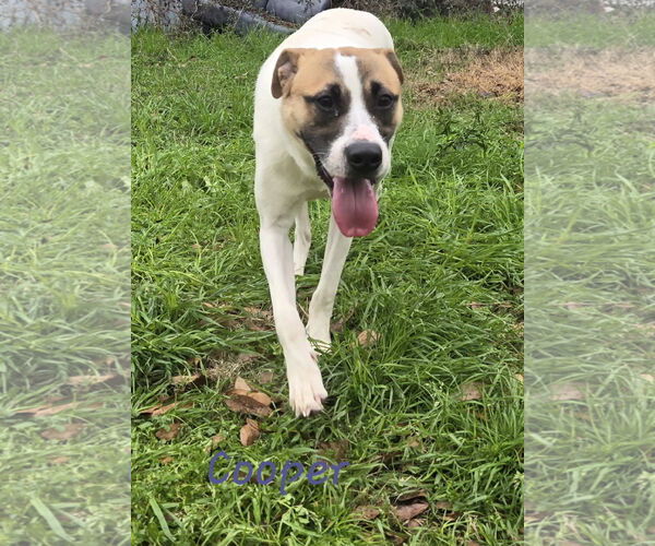 Medium Photo #1 Mutt Puppy For Sale in Jackson, MS, USA