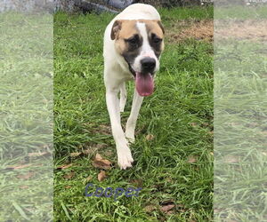 Mutt Dogs for adoption in Jackson, MS, USA