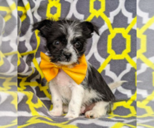 Pomerat-Shih Tzu Mix Puppy for sale in LEOLA, PA, USA