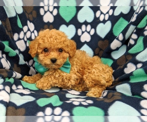 Medium Photo #4 Bichpoo Puppy For Sale in NOTTINGHAM, PA, USA