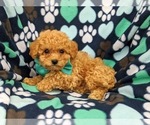 Small Photo #4 Bichpoo Puppy For Sale in NOTTINGHAM, PA, USA