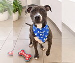 Small #1 Boxer Mix