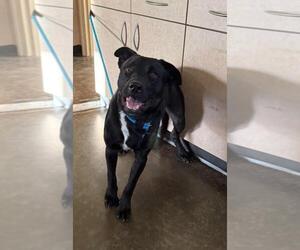 Labrador Retriever-Unknown Mix Dogs for adoption in Rockwall, TX, USA