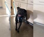 Found stray: Heart - Female Labrador Retriever-Unknown Mix Dog for Adoption - Small photo
