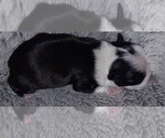 Small Photo #10 Boston Terrier Puppy For Sale in HARRISBURG, PA, USA