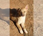 Small Photo #5 Australian Shepherd-Unknown Mix Puppy For Sale in McDonough, GA, USA