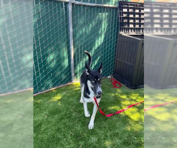 Medium Photo #1 Siberian Husky-Unknown Mix Puppy For Sale in San Bernardino, CA, USA
