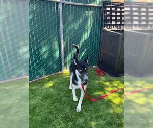 Siberian Husky-Unknown Mix Dogs for adoption in San Bernardino, CA, USA